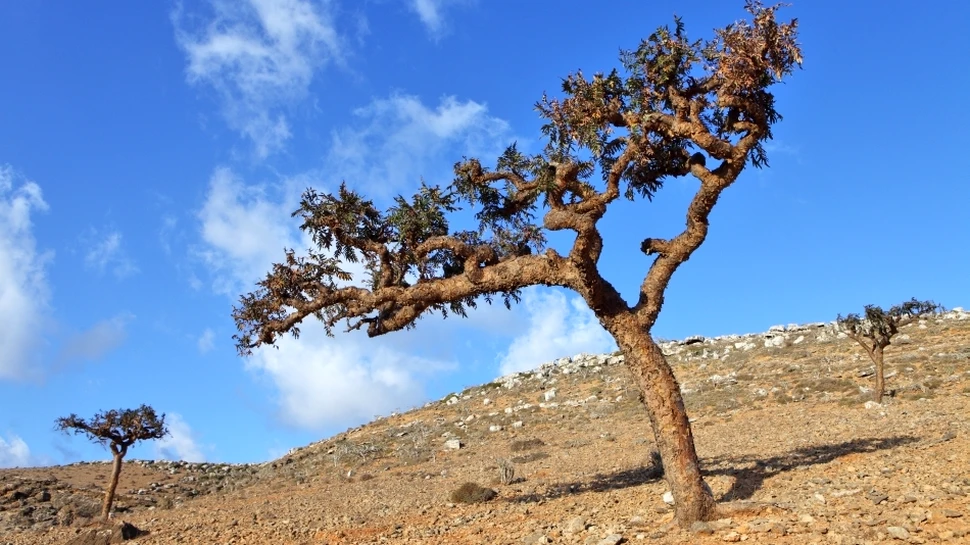 Tămâia distruge celulele canceroase. „Această descoperire are un potenţial enorm”, anunţă cercetătorii