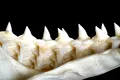 Test de cultură generală. Cărui animal îi cresc 50.000 de dinți?
