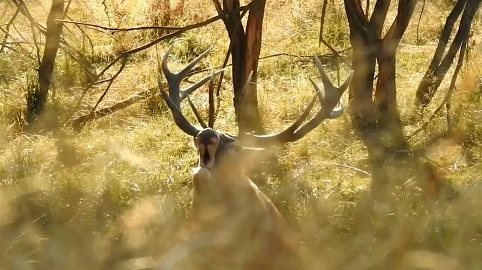 Imagini rare cu un cerb superb în perioada boncăluitului, într-o pădure din Caraș-Severin