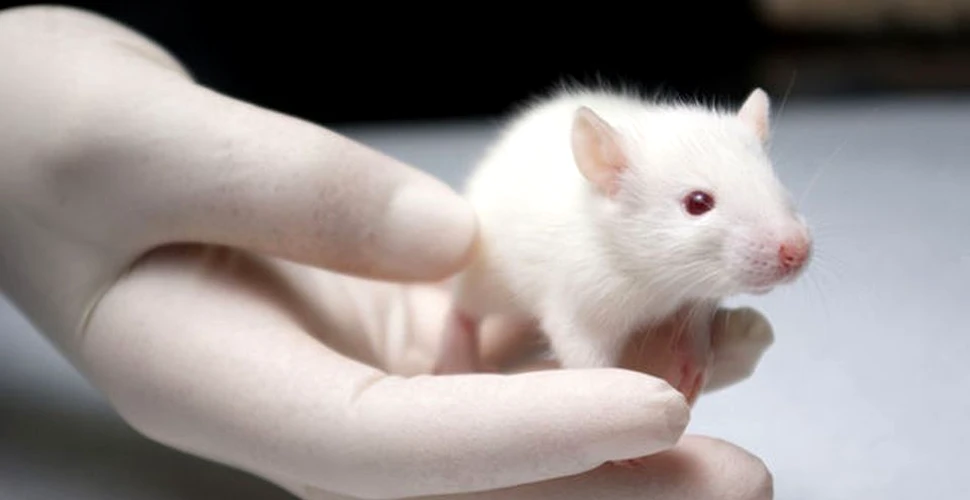 Testele pe animale vor deveni ISTORIE. Metoda alternativă propusă de o echipă de cercetători americani