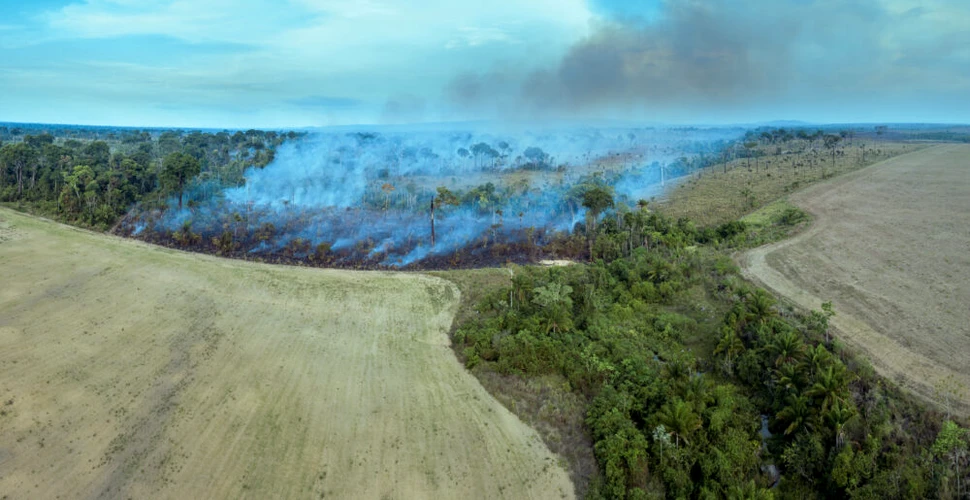 Goana globală după colagen distruge pădurile din Brazilia