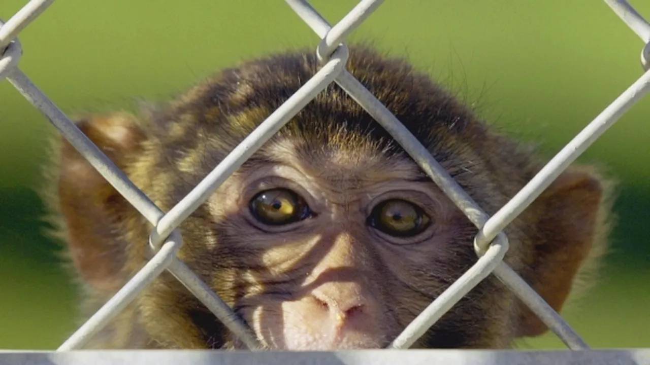 1-maimuta-rhesus 