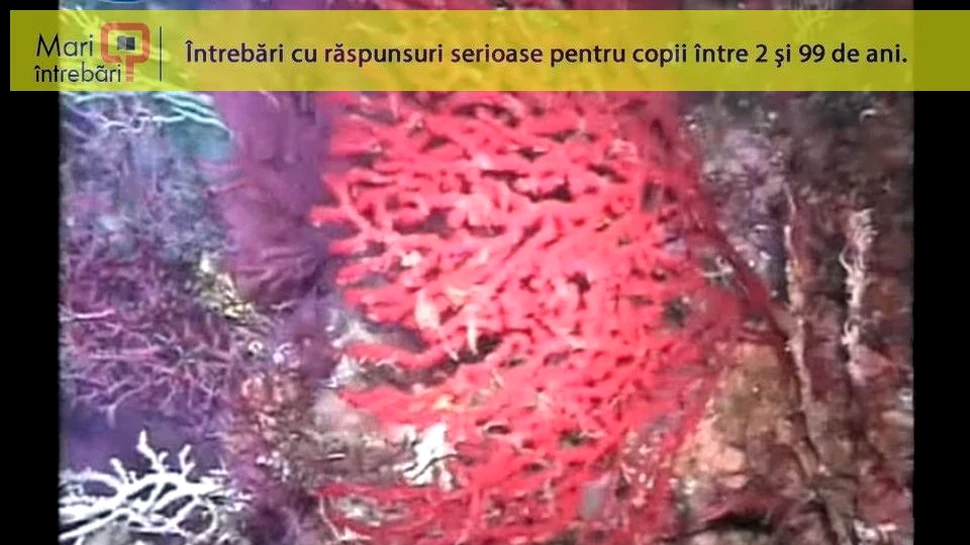 De ce coralul roşu poate supravieţui timp de 500 de ani?