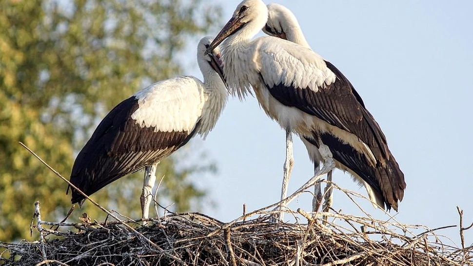 Berzele se întorc în România, iar unele au şi cuiburi noi