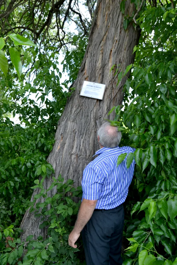 Un copac ornamental, numit popular portocal fals, poate fi vazut in satul iesean Medeleni din comuna Golaesti, miercuri, 2 iulie 2014. 
