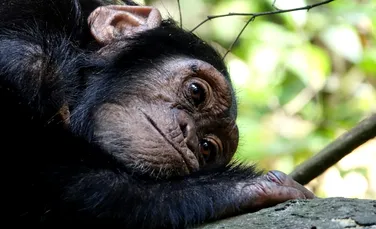Cimpanzeii recunosc craniile din propria specie. Cum își „plâng” aceștia morții?