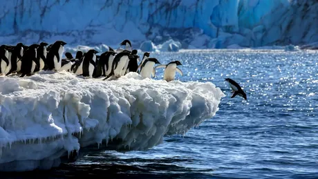 Excrementele de pinguin ar putea ajuta la răcirea Antarcticii