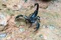 Oamenii de știință au descoperit un scorpion rar în Columbia