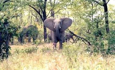 Elefanţii – marii duşmani ai pădurilor Africii? (VIDEO)
