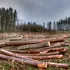 Distrugerea pădurilor a atins un nivel fără precedent