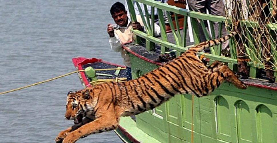 Se inmultesc tigrii din Nepal