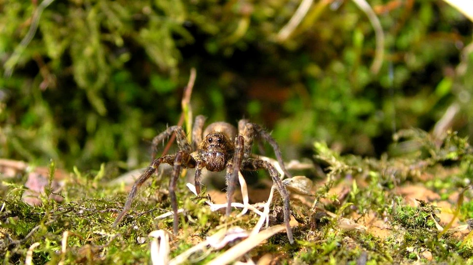 Păianjenii din Arctica devin carnivori