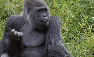 Selfie cu gorile, devenit viral pe Facebook – FOTO