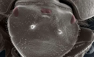 Creatura cu trei ochi realizată de cercetători reprezintă un pas uriaş în biologie