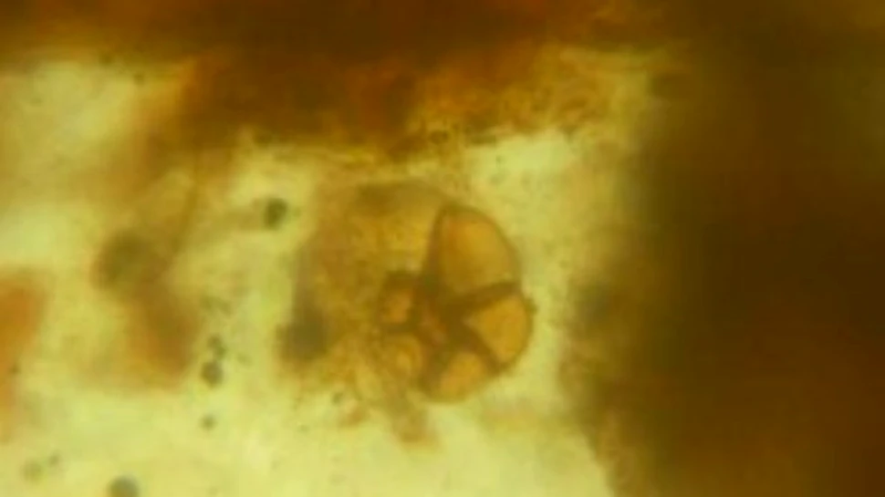 Organisme marine din Cretacic, conservate in chilimbar