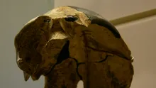 Un craniu vechi de 300.000 de ani nu se potrivește cu nicio specie umană