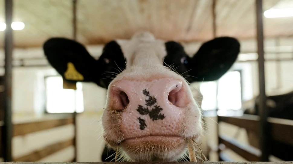 Scade producția de lapte de vacă în România