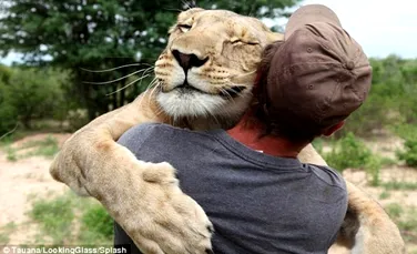 Cum îşi răsplăteşte o leoaică salvatorul? (VIDEO EMOŢIONANT)