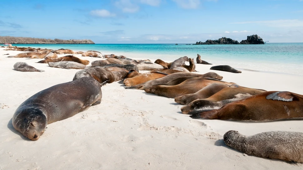 Fenomenul straniu pe care nimeni nu-l poate înţelege. Ce se întâmplă cu aceste animale?