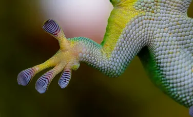 Șopârlele Gecko dețin superputeri, iar cercetătorii le-au aflat, în sfârșit, secretul