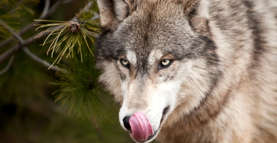 O haită de lupi a fost filmată într-o pădure din Parcul Naţional Piatra Craiului