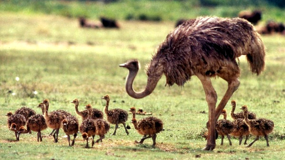 Cand dinozaurii au pierit, strutii au renuntat la zbor