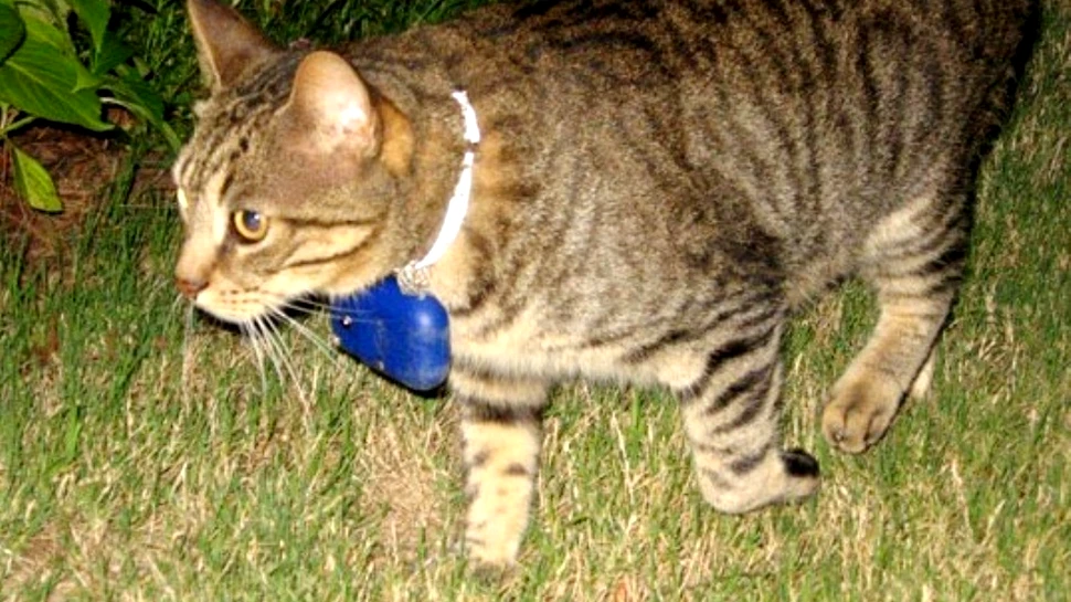 Viaţa secretă a pisicilor, surprinsă cu ajutorul camerelor: aceste feline sunt o mare ameninţare la adresa faunei