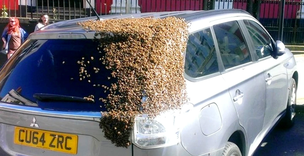 Mii de albine au urmărit această maşină timp de 2 zile. Ce a determinat insectele la asemenea gest – FOTO