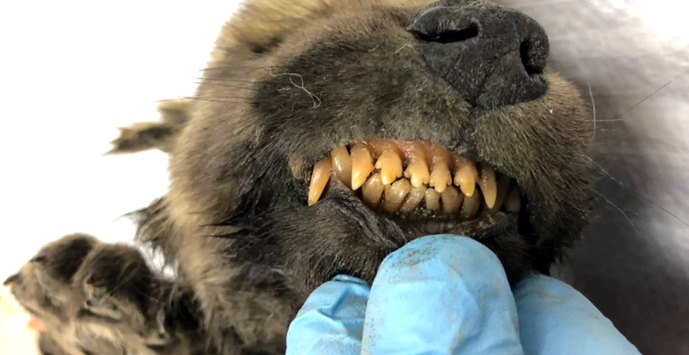 E lup sau câine? O creatură care a stat 18.000 de ani în permafrostul din Siberia i-a uimit pe oamenii de ştiinţă