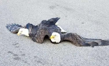 Poliția, nevoită să intervină pentru a despărți doi vulturi încâlciți. Cum s-a întâmplat?