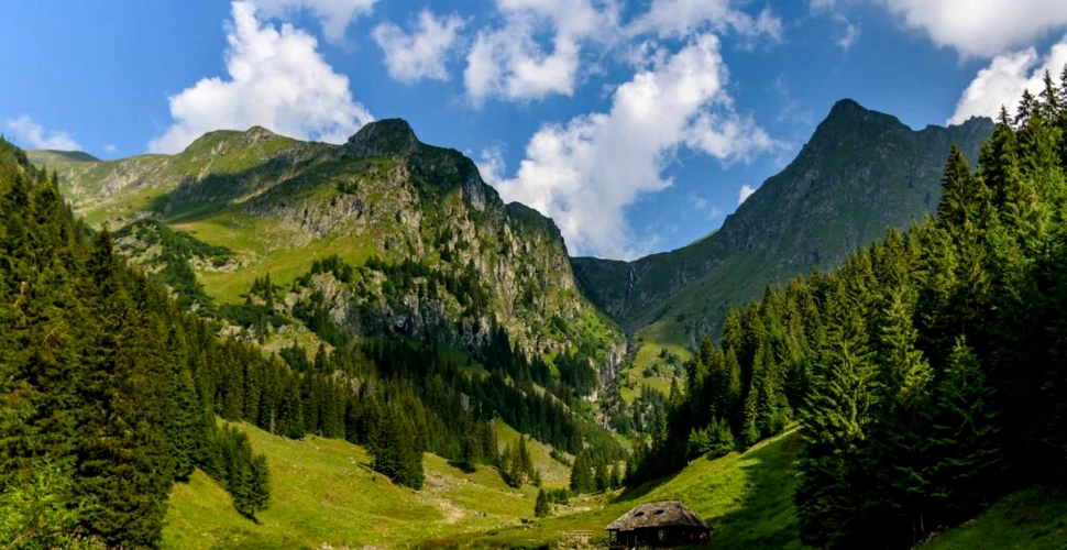 Munții Făgăraș, repopulați cu 12 zimbri