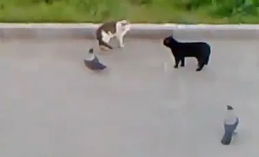 Lupta spectaculoasa: ciori vs pisica vs pisica (VIDEO)