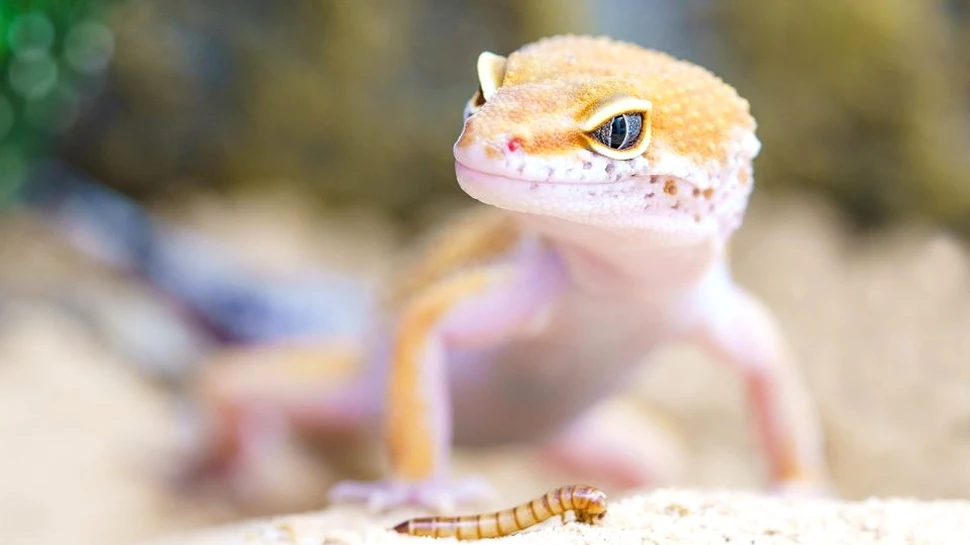 A fost descoperită ”superputerea” şopârlelor gecko