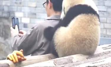 În China, până şi urşii panda învaţă de mici să pozeze pentru un selfie. Imaginile care au cucerit Internetul – VIDEO
