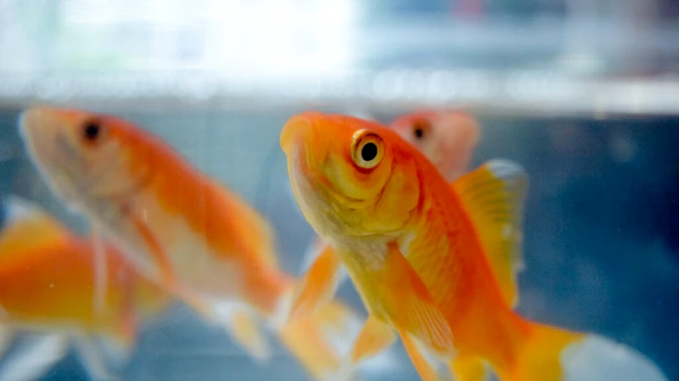 Test de cultură generală. Ce memorie au peștișorii aurii?