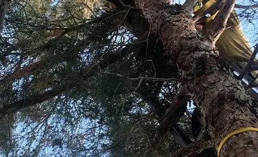Un bărbat a chemat pompierii după ce a văzut o ”pisică foarte mare” într-un copac din curtea sa