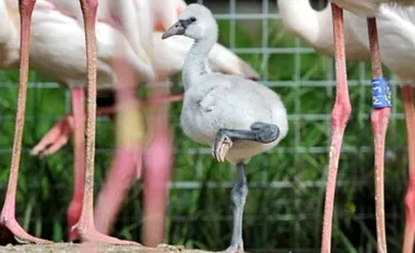 Cum convingi păsările flamingo să se înmulţească?