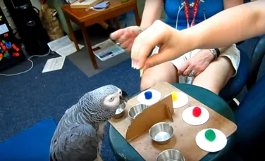 Papagalii pot trece, cu succes, teste de inteligenţă clasice