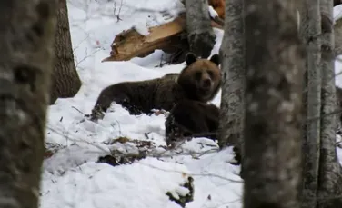 Joaca dintre o ursoaică și doi pui, surprinsă într-o pădure din Munții Bucegi