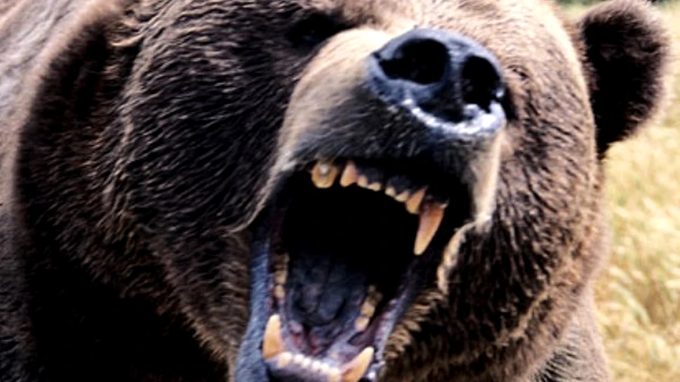 Urs vs Mistret: cine castiga? (VIDEO)