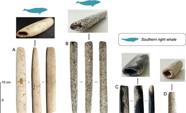 Cel mai vechi harpon arată că oamenii vânau balene de acum 5.000 de ani