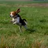 4.000 de câini beagle salvați de o asociație din SUA sunt oferiți spre adopție