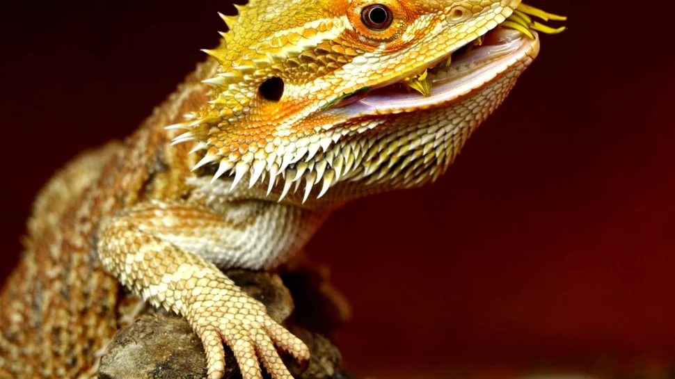 Mit demontat! Mamiferele nu au „creier reptilian”, dezvăluie un studiu evolutiv