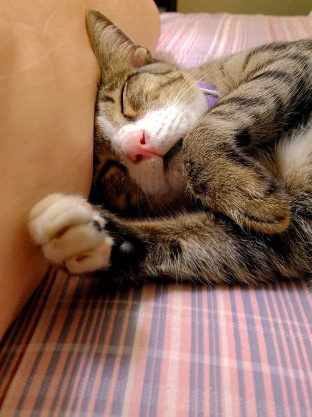 Pisicile - şi alte animale - prezintă o fază REM a ciclului de somn, la fel ca şi oamenii. 