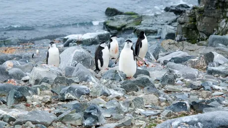 Scădere alarmantă înregistrată de cea mai mare colonie de pinguini din lume. Care este cauza?