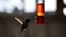 Albinele și păsările colibri beau alcool în fiecare zi