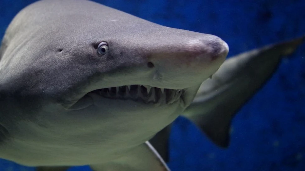 Se plimba pe o plajă, când a descoperit dinţii unuia dintre cei mai mari prădători ai oceanelor ce a trăit în urmă cu 25 milioane de ani