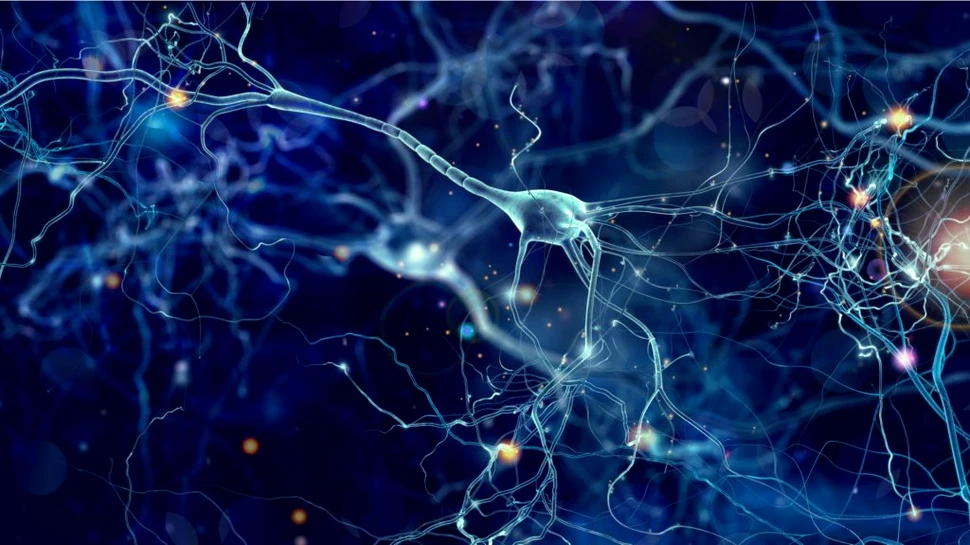 Dendritele ar putea ajuta neuronii să desfășoare calcule complicate