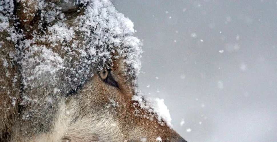 Oamenii au salvat vidrele de mare din Alaska de la dispariție, însă lupii au învățat să le vâneze