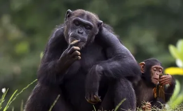 Primatele bonobo preferă personajele negative în defavoarea celor care îşi oferă ajutorul. Explicaţia importantă care stă la baza acestei decizii